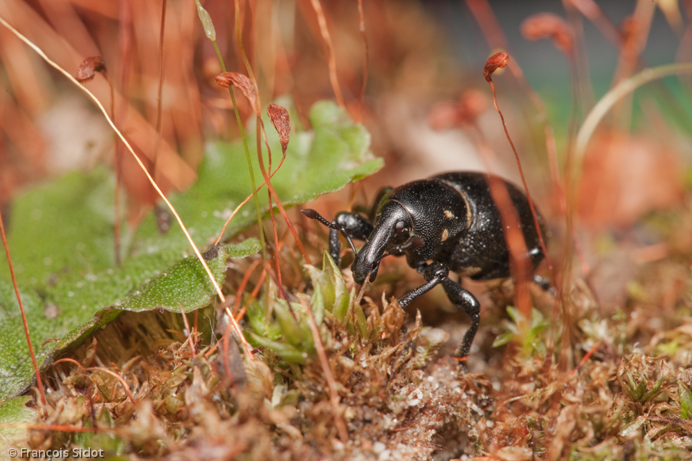 Weevil