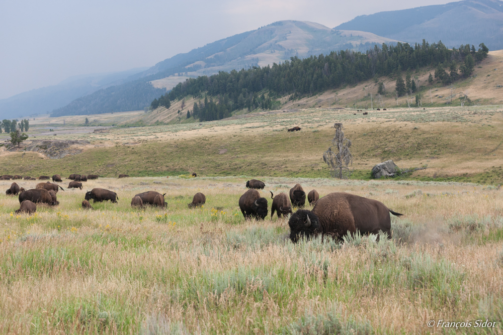 Bisons in  Yellowstone N.P.