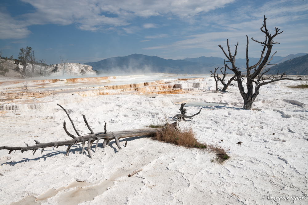 Sources d’eau chaude et arbres morts – Yellowstone