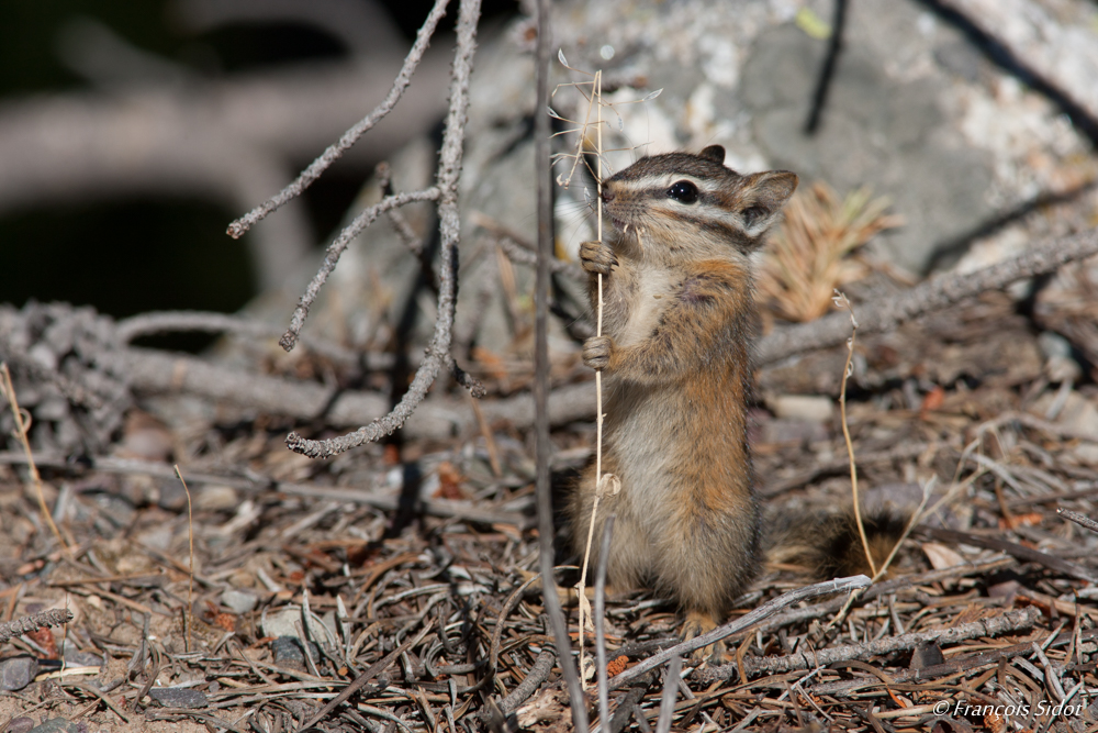 Least Chipmunk (Tamias minimus)