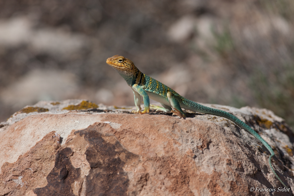 Lézard à collier (Crotaphytus collaris)