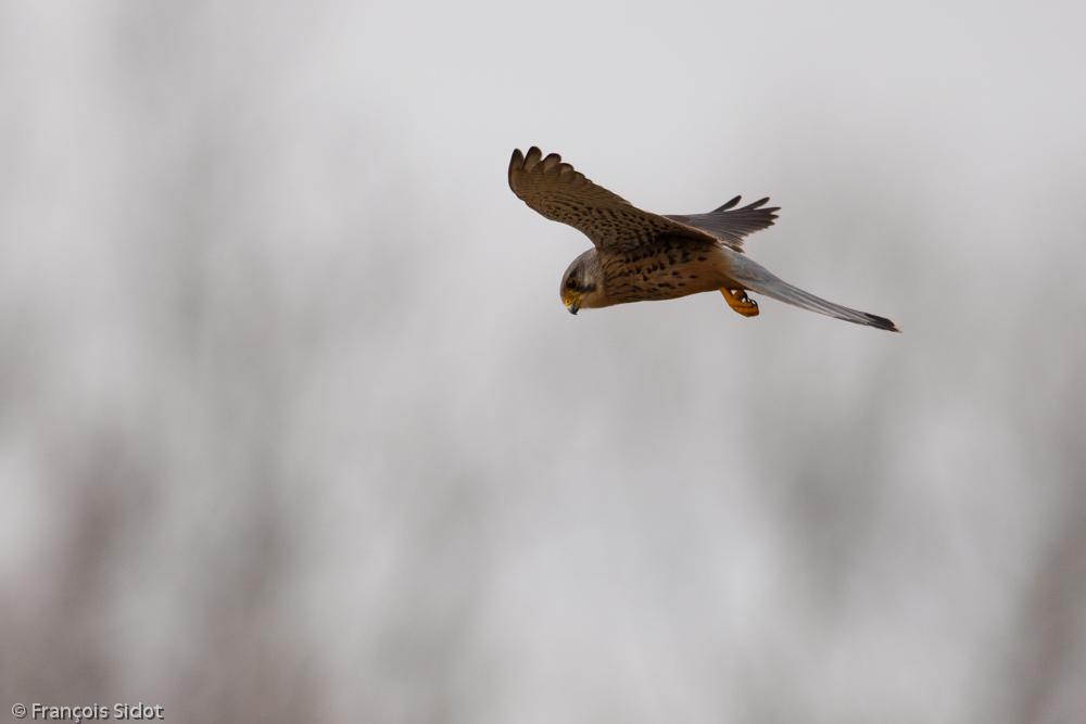 Faucon crécerelle en vol (Falco tinnunculus)	