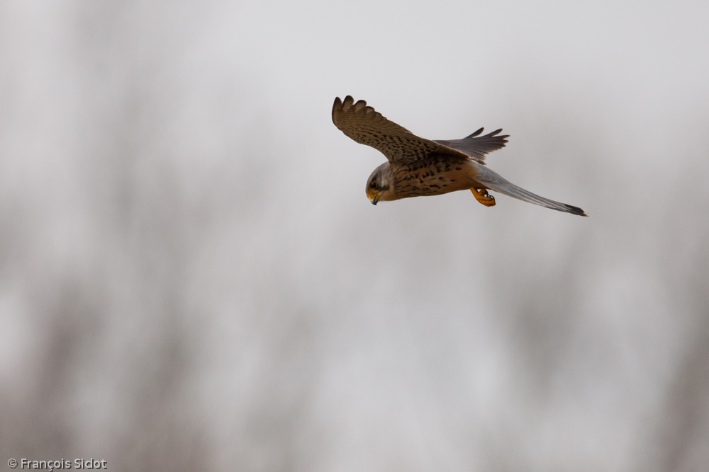 faucon crécerelle en vol (Falco tinnunculus)