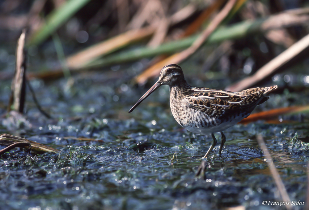 Bécassine des marais (Gallinago gallinago)