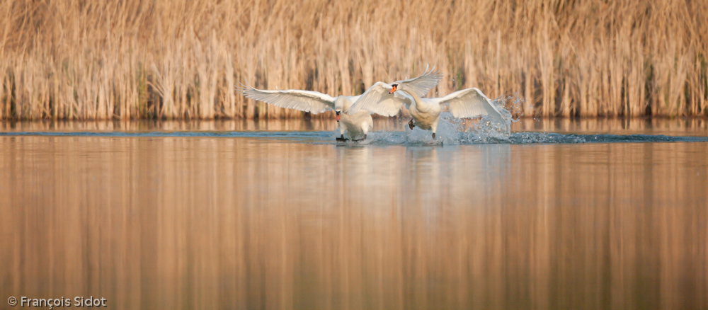 Battle of swans