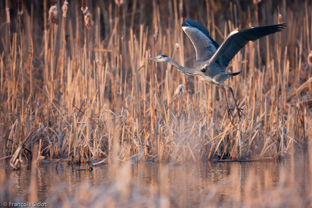 Héron cendré (Ardea cinerea)