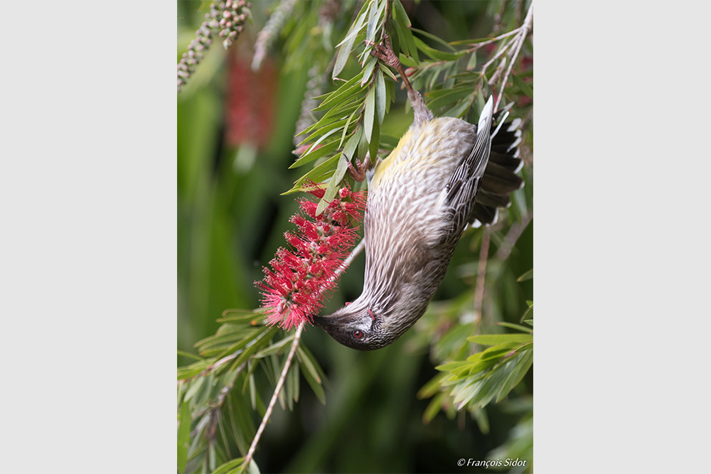 Red Wattlebird (anthochaera carunculata)