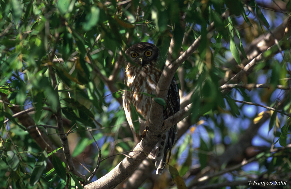 Barking Owl (Ninox connivens)