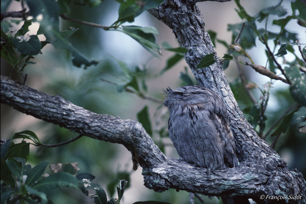 Tawny Frogmouth (Podargus strigoides)