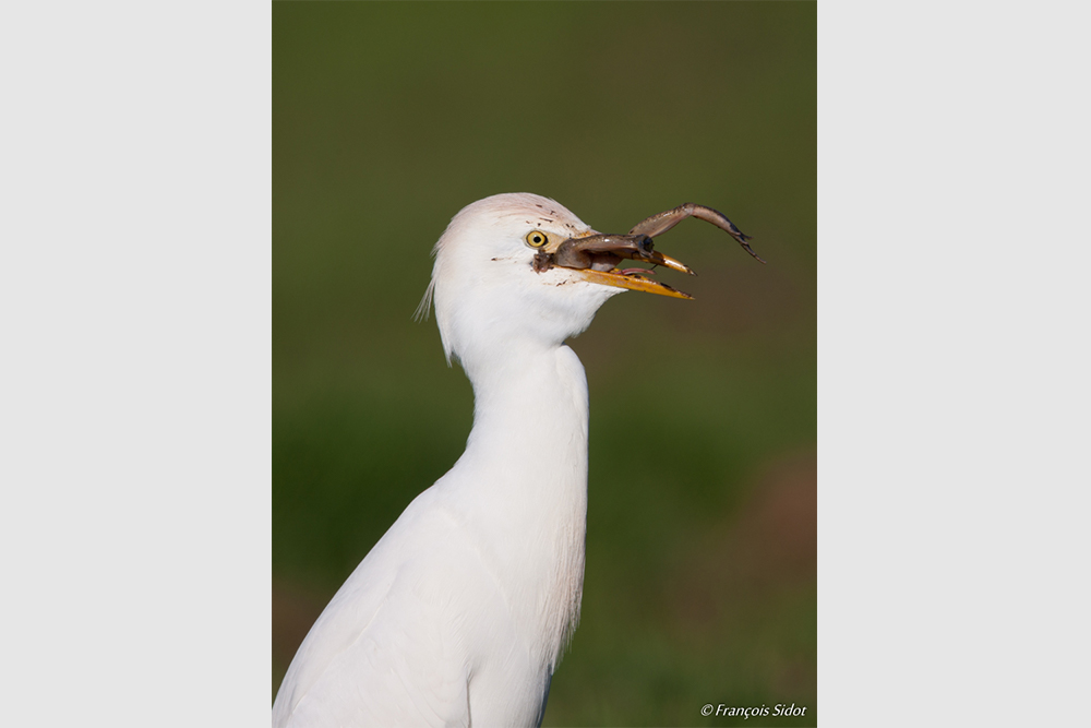 Cattle egret (Bubulcus ibis) and frog