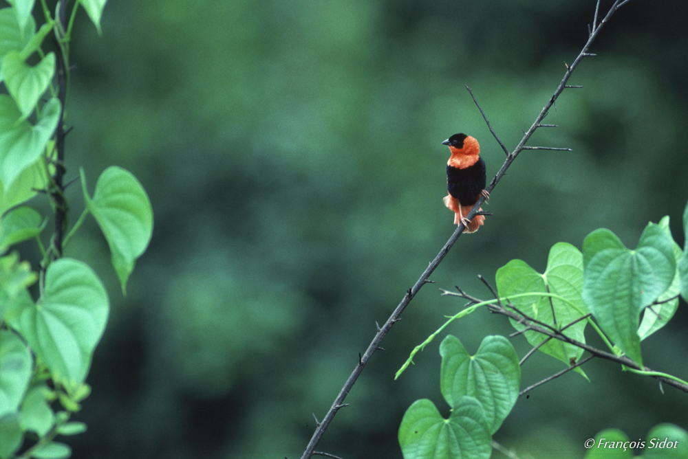 Red Bishop (Euplectes orix)