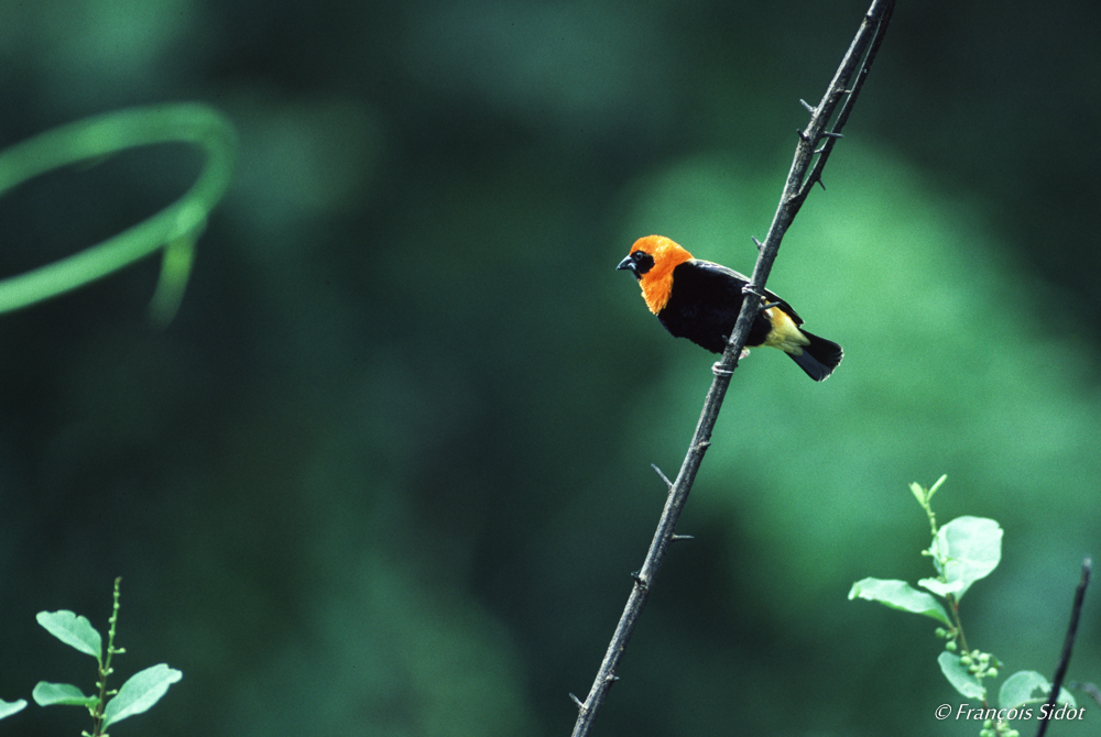 Fire-crowned Bishop (Euplectes hordeaceus)