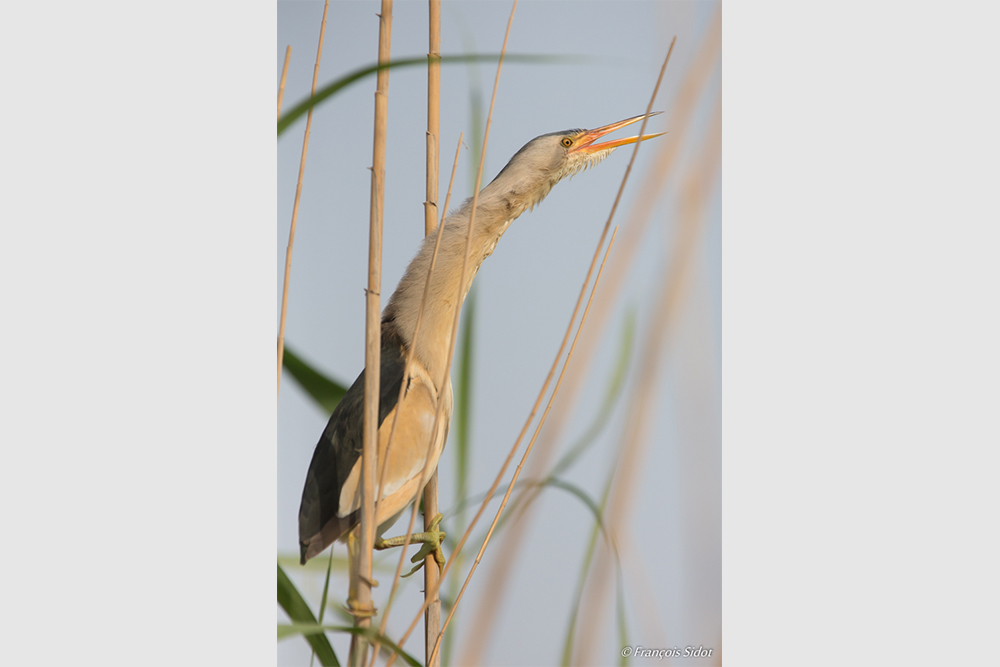 Little Bittern (Ixobrychus minutus)