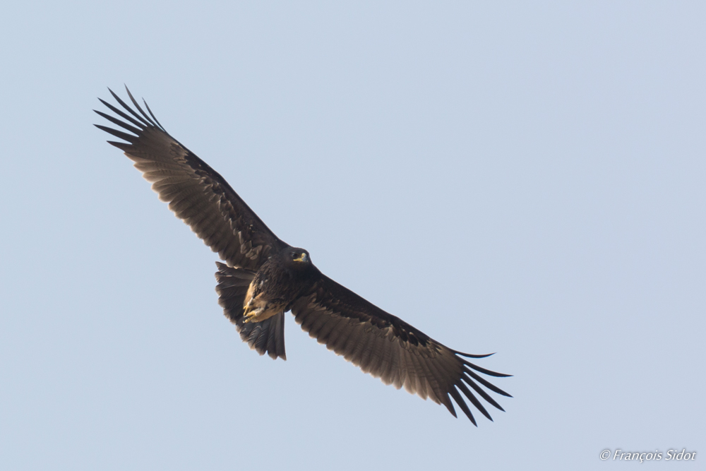 Greater Spotted Eagle  (Aquila clanga )
