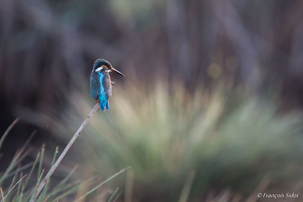 Common kingfisher (Alcedo Atthis)