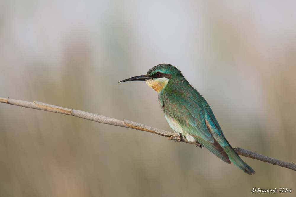 Blue-cheeked Bee-eater (Merops superciliosus)	