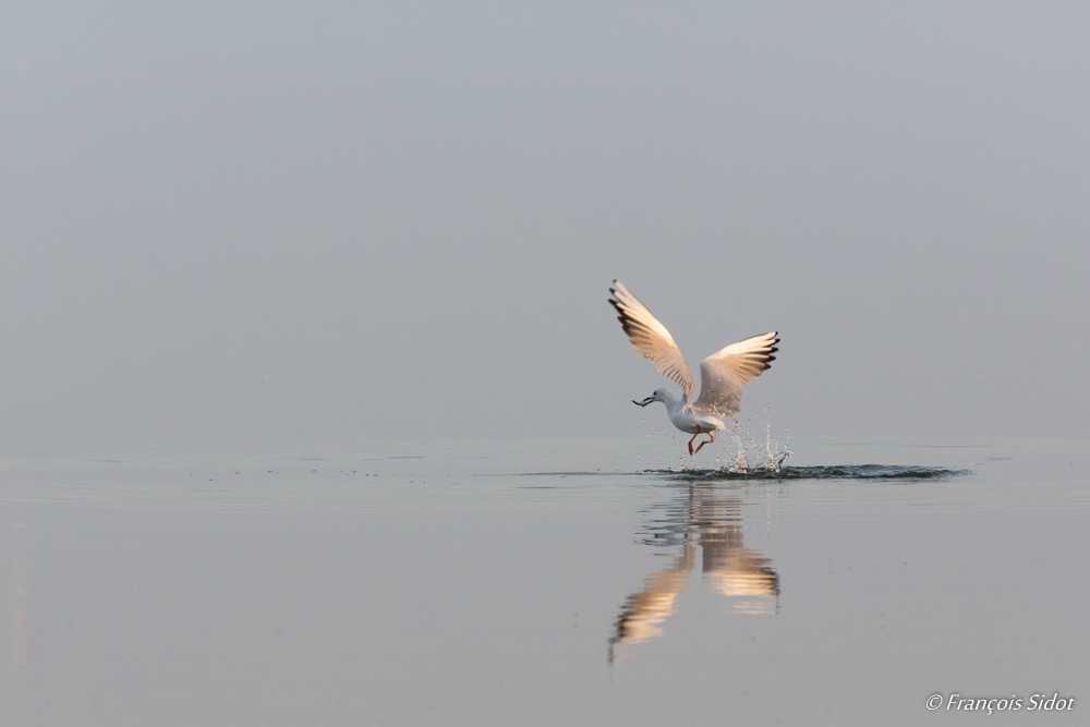 Vol de Goéland railleur (Larus genei)