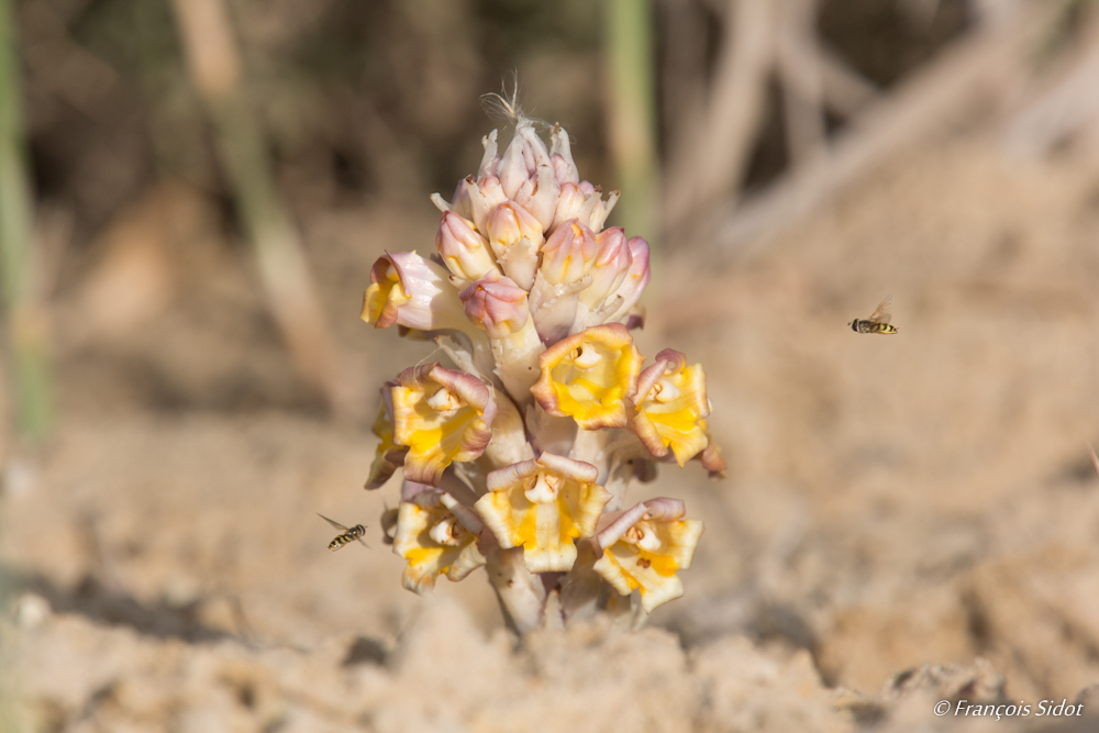 Flower and Syrphid fly