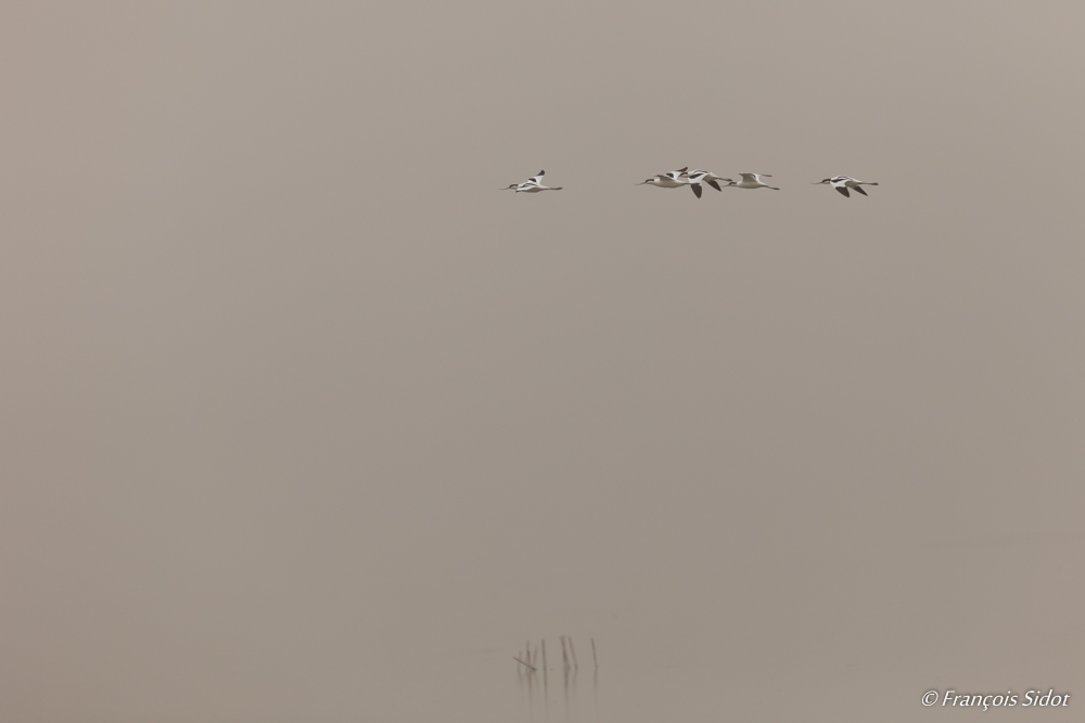 Vol d’Avocettes (Recurvirostra avosetta)