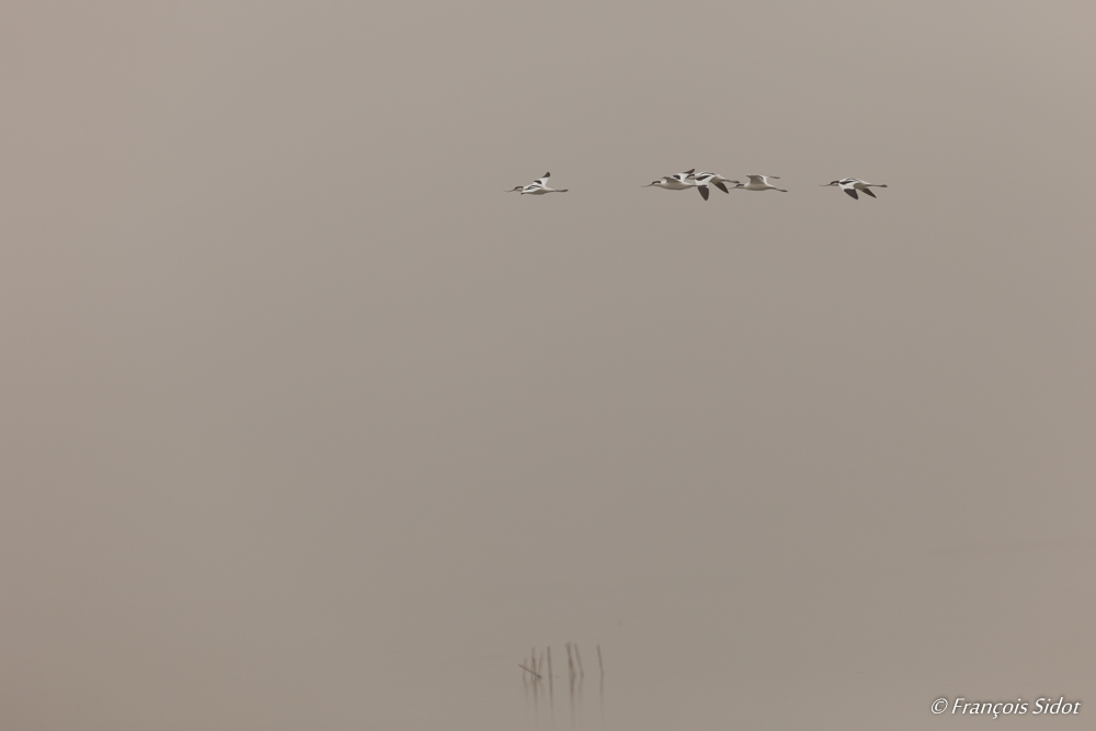 Flock of avocets (Recurvirostra avosetta)