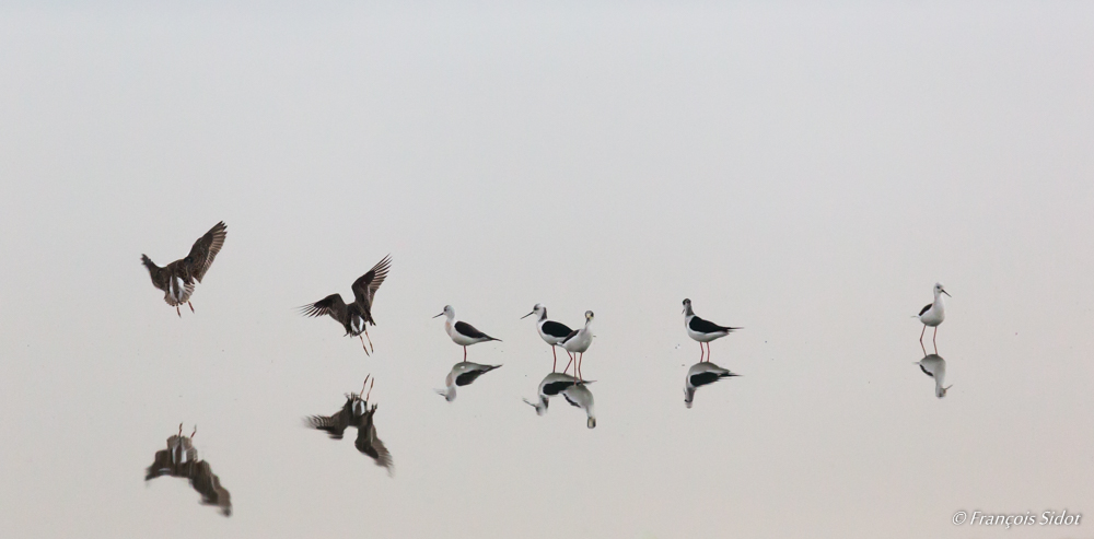 Mirror (Black-winged Stilt, Ruff)