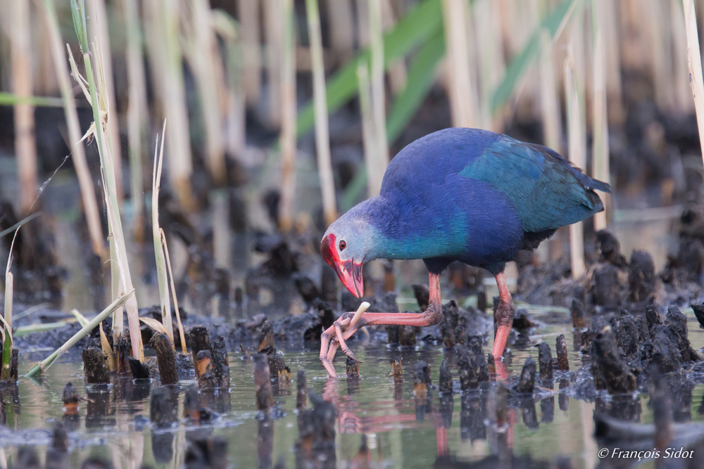 Purple Gallinule (Porphyrio porphyrio)