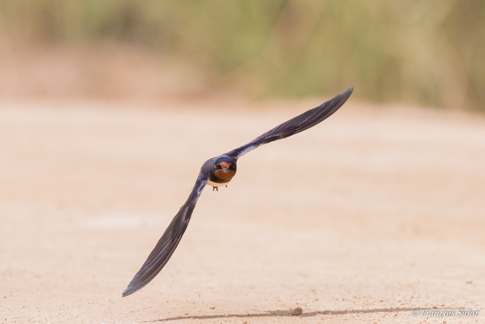 Hirondelle rustique en vol (Hirundo rustica)