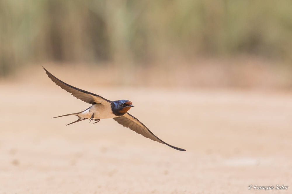 Flying Barn Swallow (Hirundo rustica)