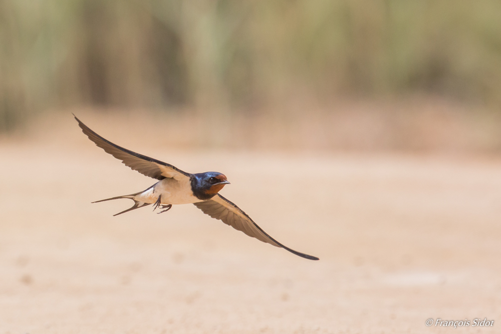 Hirondelle rustique en vol (Hirundo rustica)