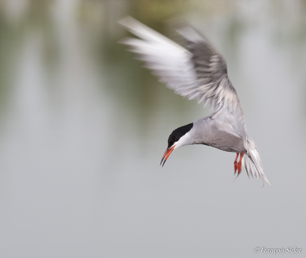 Flying White-cheeked Tern (Sterna repressa)