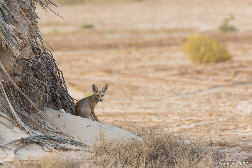 Renard famélique (Vulpes rueppellii)