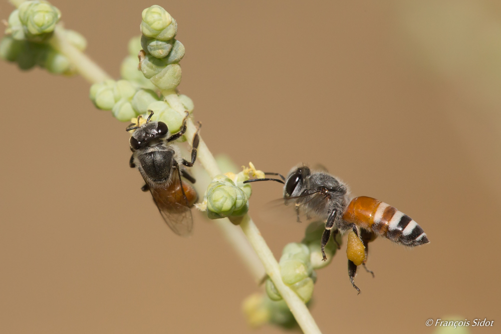 Abeille en vol et fleurs