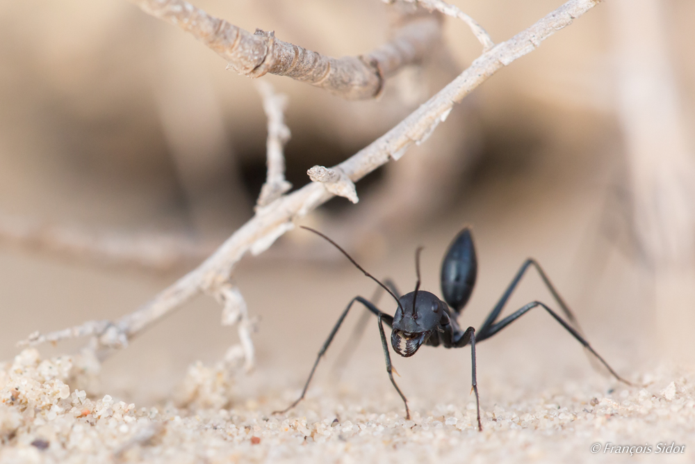 Ant in the desert