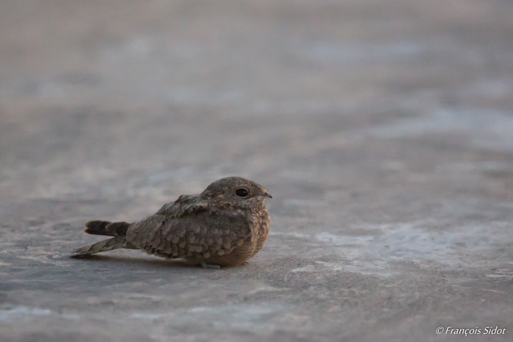 Engoulevent du désert (Caprimulgus aegyptius)