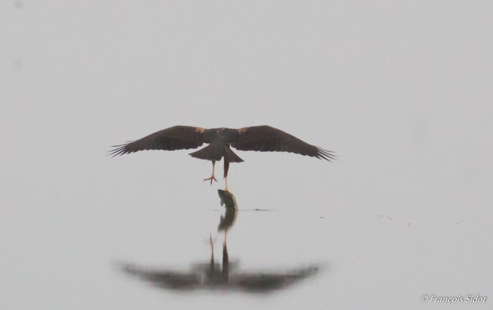 Pêche de busard des roseaux (Circus aeruginosus)