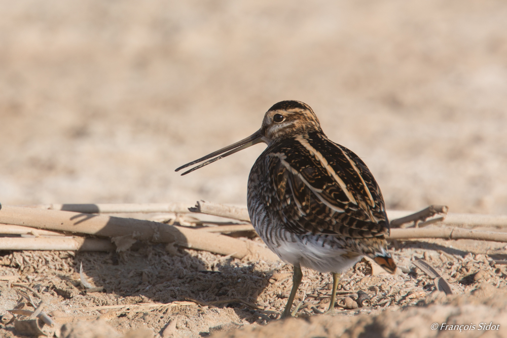 Common Snipe (Gallinago gallinago)