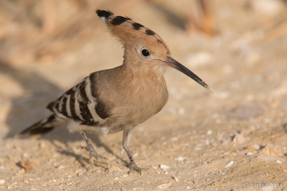 Hoopoe (Upupa epops)