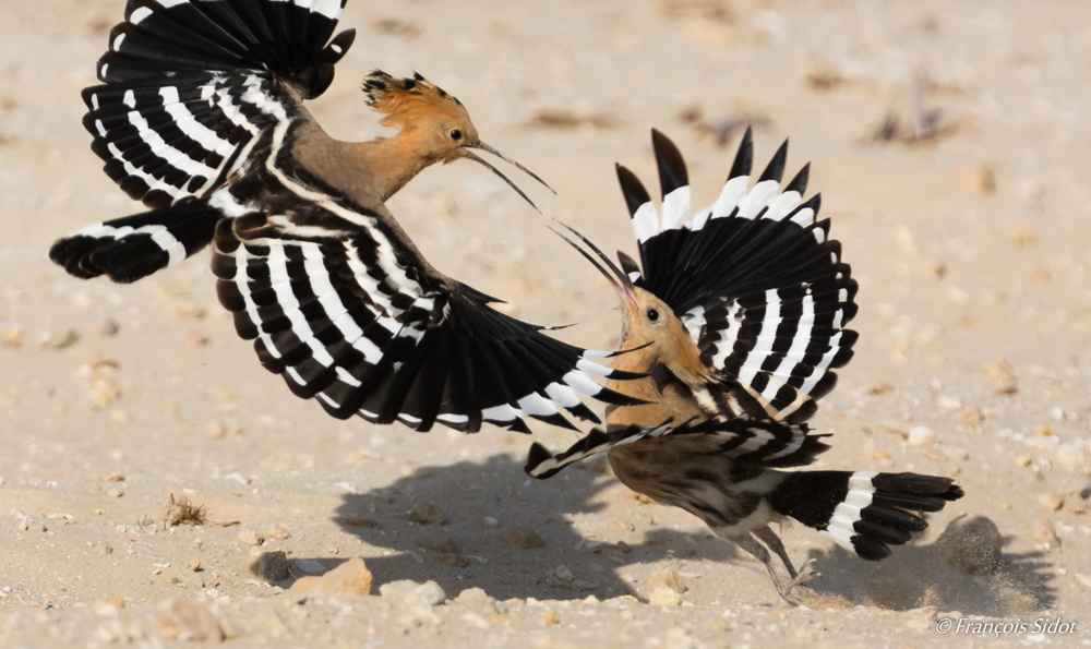 Hoopoe  (Upupa epops)