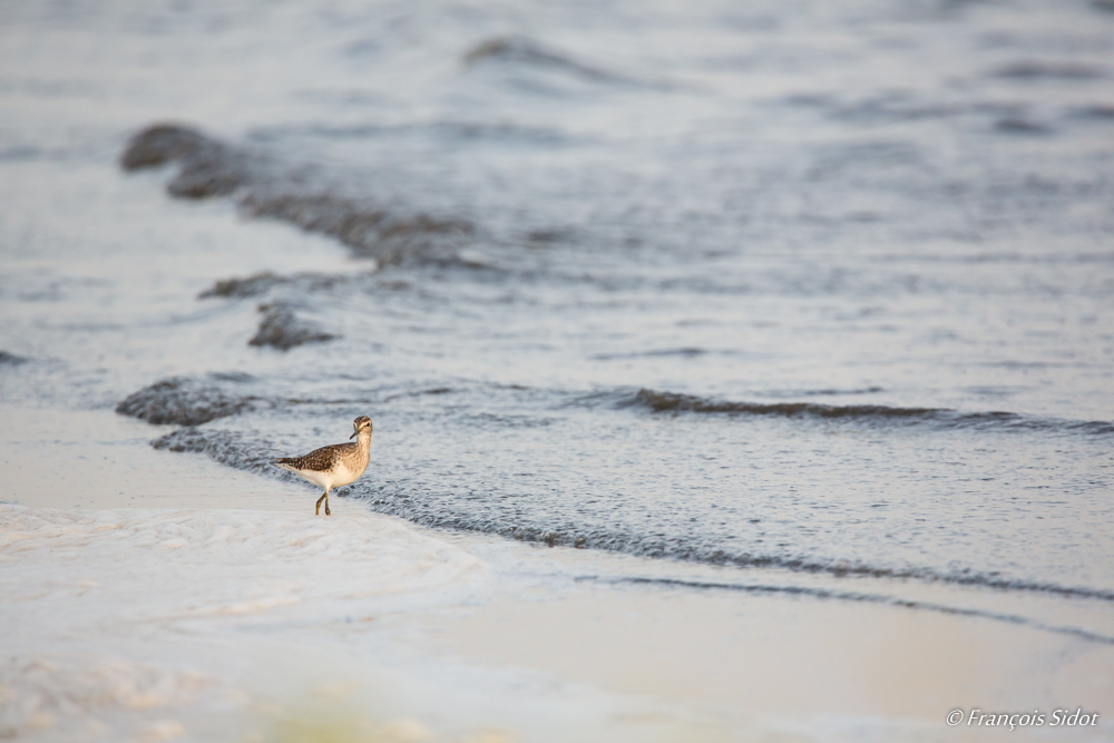 Wood Sandpiper on the beach (Tringa glareola)