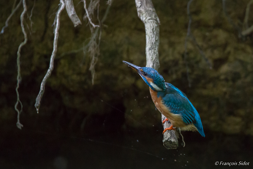 Martin pêcheur (Alcedo atthis)