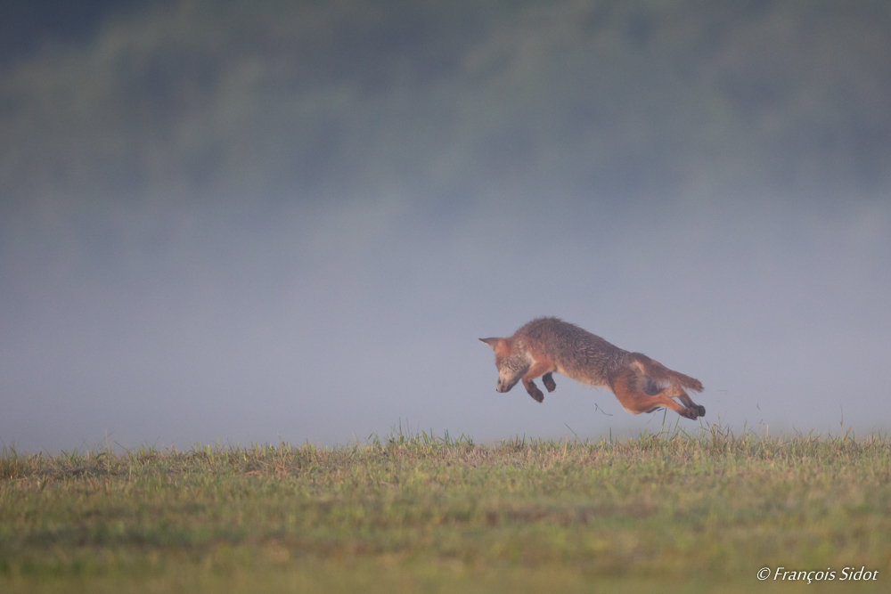 Renard roux à la chasse au mulot