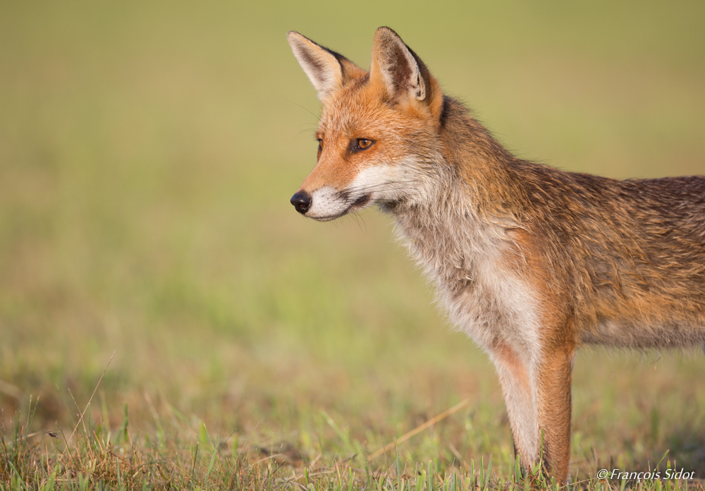 Renard roux (Vulpes vulpes)