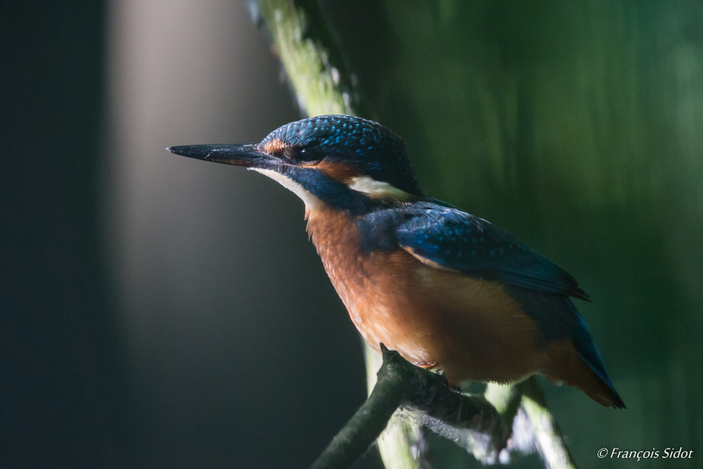 Portrait de Martin pêcheur (Alcedo atthis)