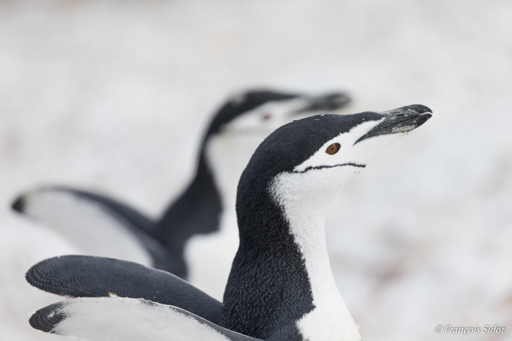 Manchot à jugulaire (Pygoscelis antarctica)