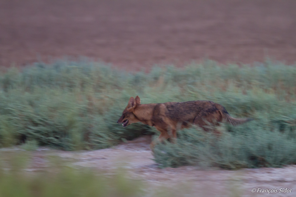 Arabian wolf (Canis lupus arabs)