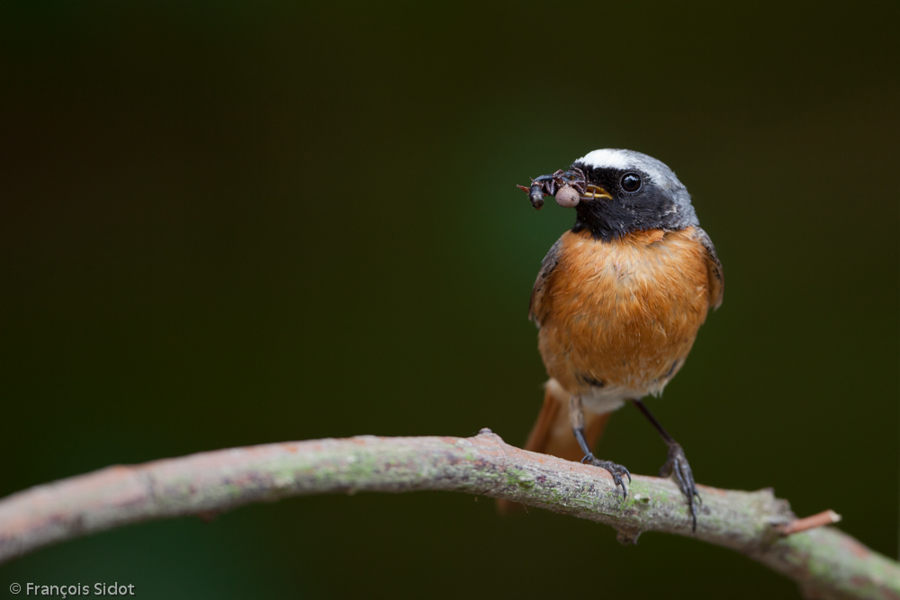 Rougequeue à front blanc mâle  (Phoenicurus phoenicurus)