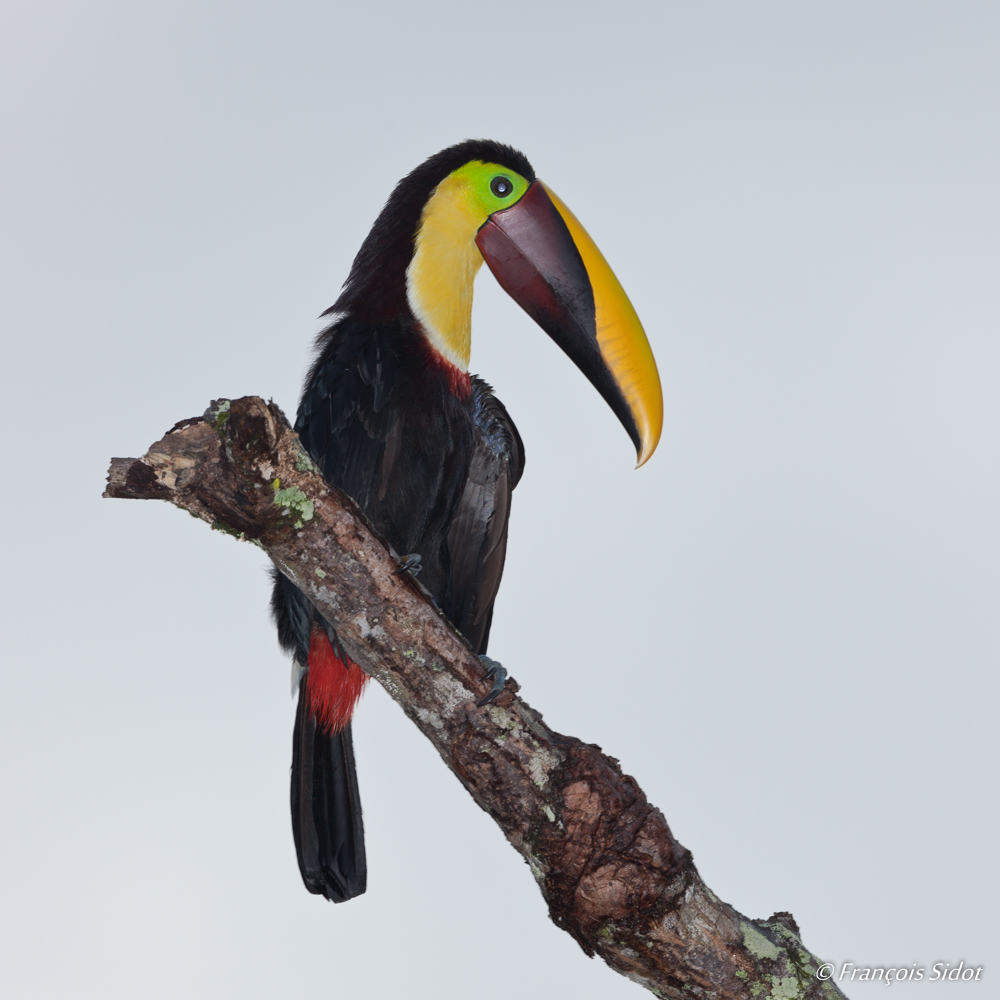 Toucan tocard (Ramphastos ambiguus)