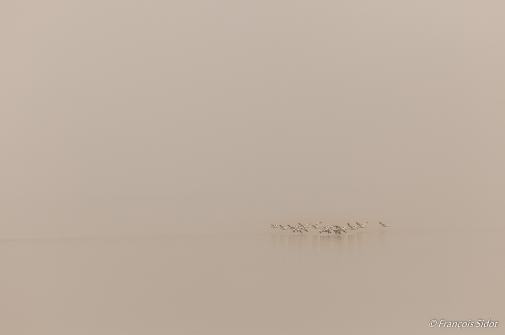 A flock of avocets (recurvirostra avosetta)