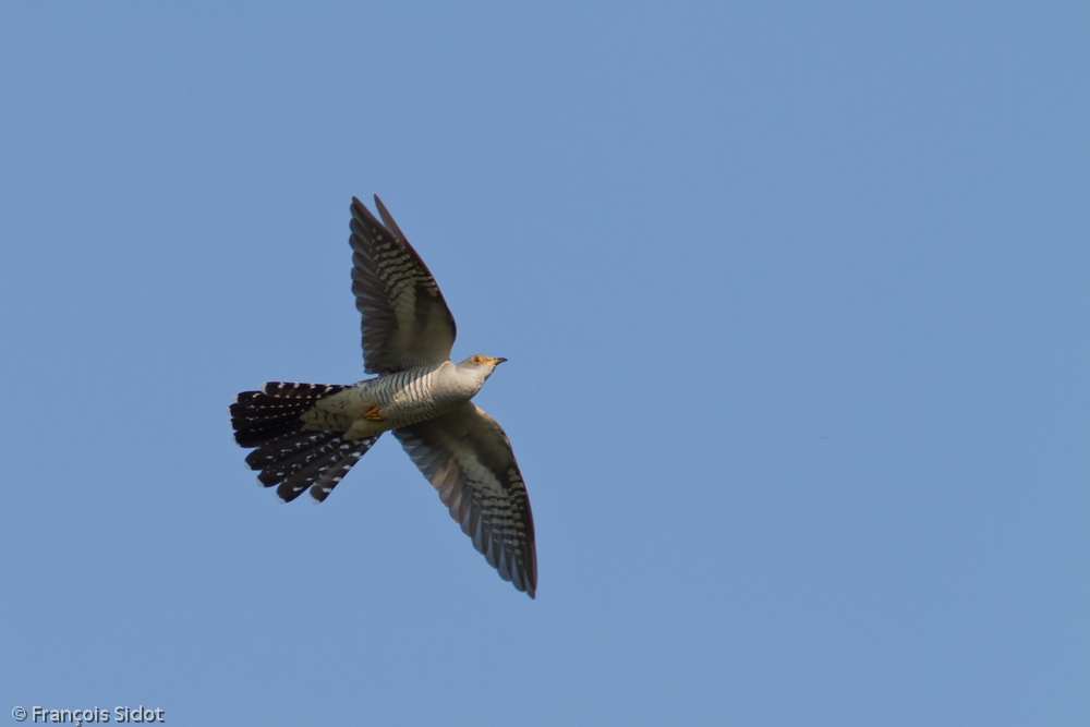 Flying Common Cuckoo