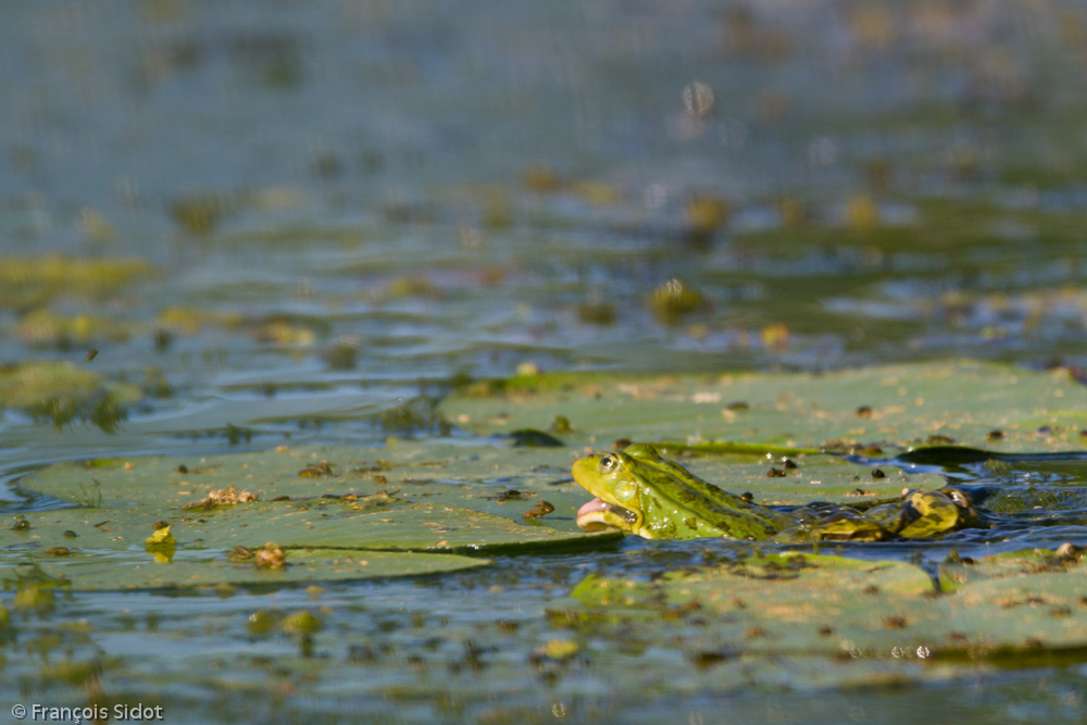 Green frog